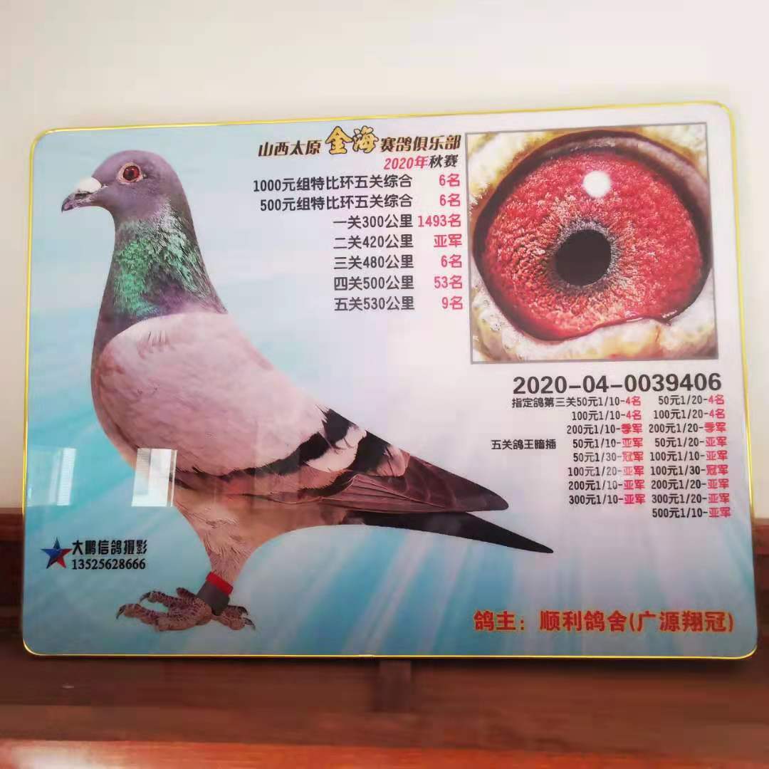 代县信鸽协会鸽笼