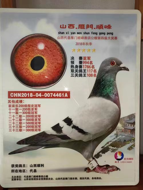 代县信鸽协会荣誉